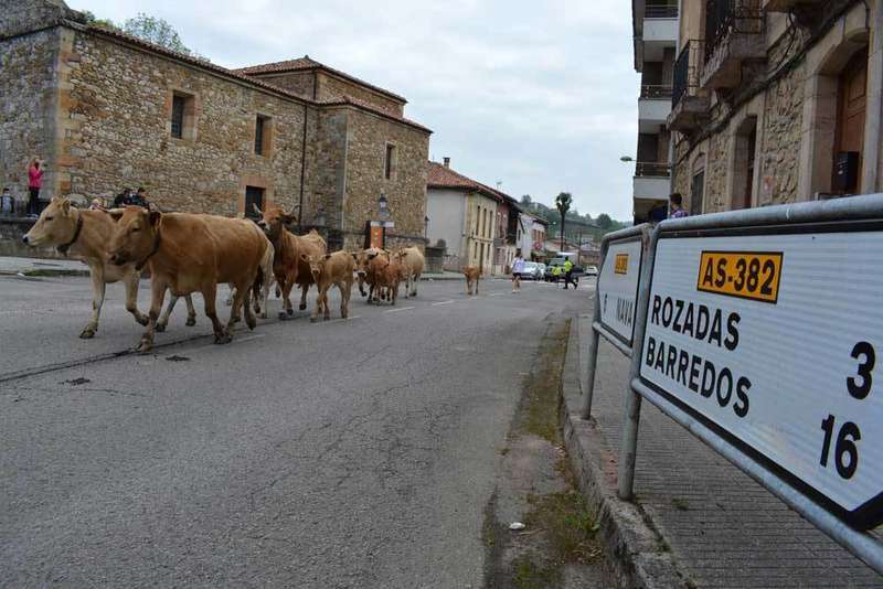 vacas-bimenes-penamayor-08