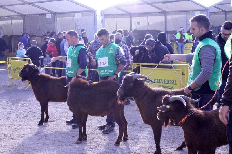 concurso-ganado-infiesto-2021-06