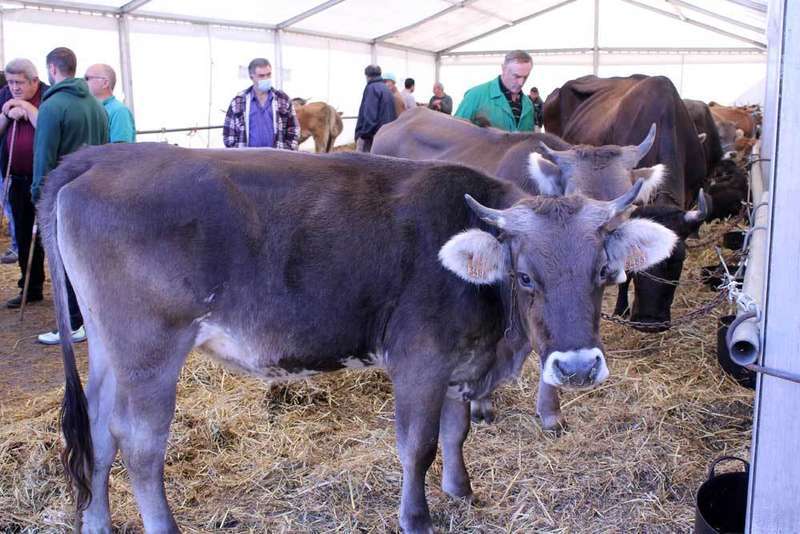 feria-santa-teresa-06