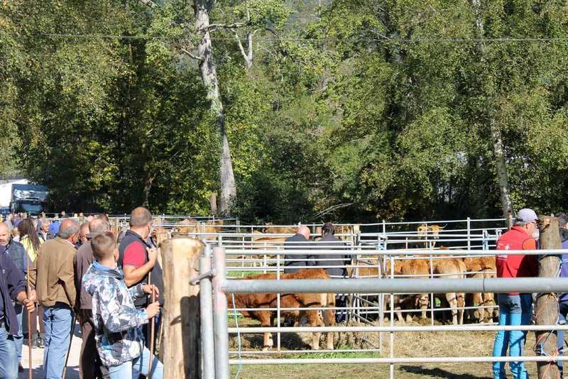 feria-santa-teresa-11