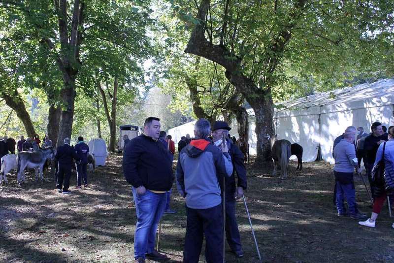  feria-santa-teresa-14