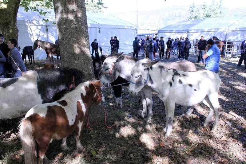  feria-santa-teresa-15