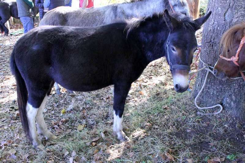  feria-santa-teresa-20