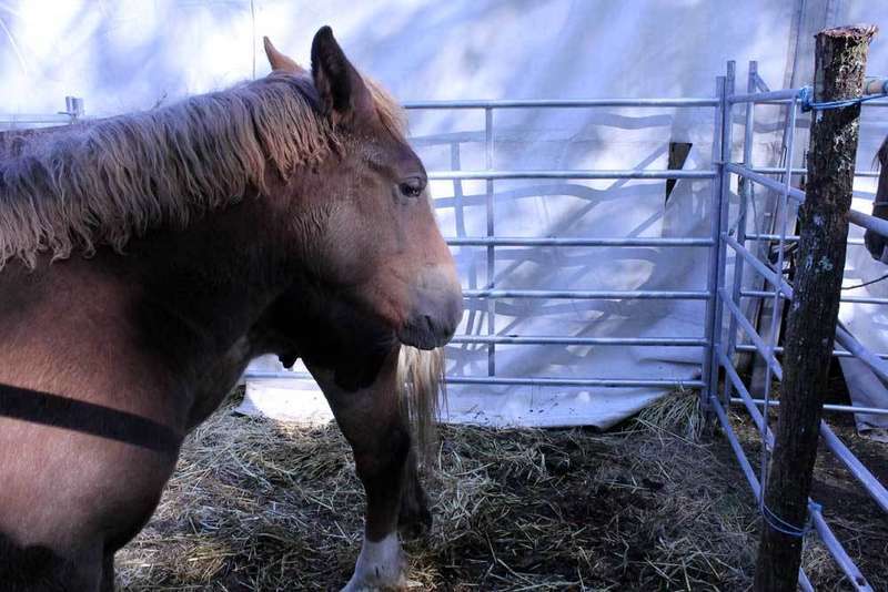  feria-santa-teresa-26