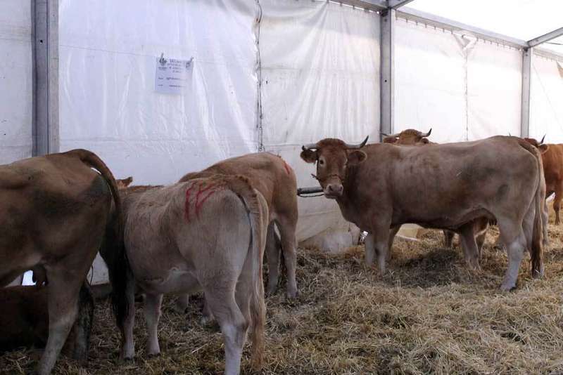  feria-santa-teresa-29