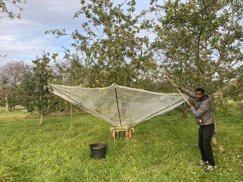 paraguas-manzanas-01