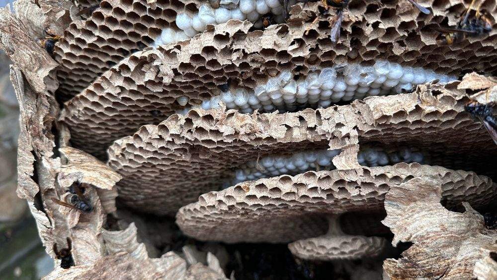 nido-avispa-asiatica