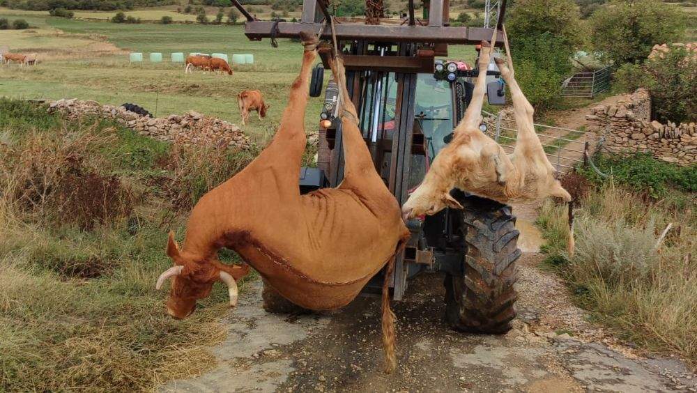 ehe-asturias-vacas-muertas