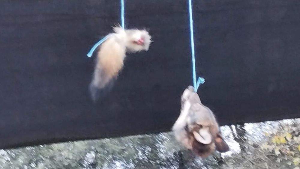 lobo-puente-villanueva