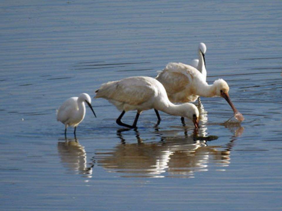 Garceta común.
Bird Watch Asturias