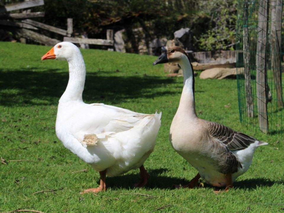 Ocas en la granja Oveja Feliz.
La Oveja Feliz