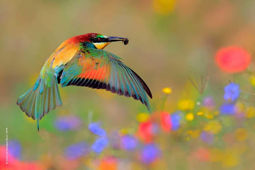 memorial-maria-luisa-2024-joven