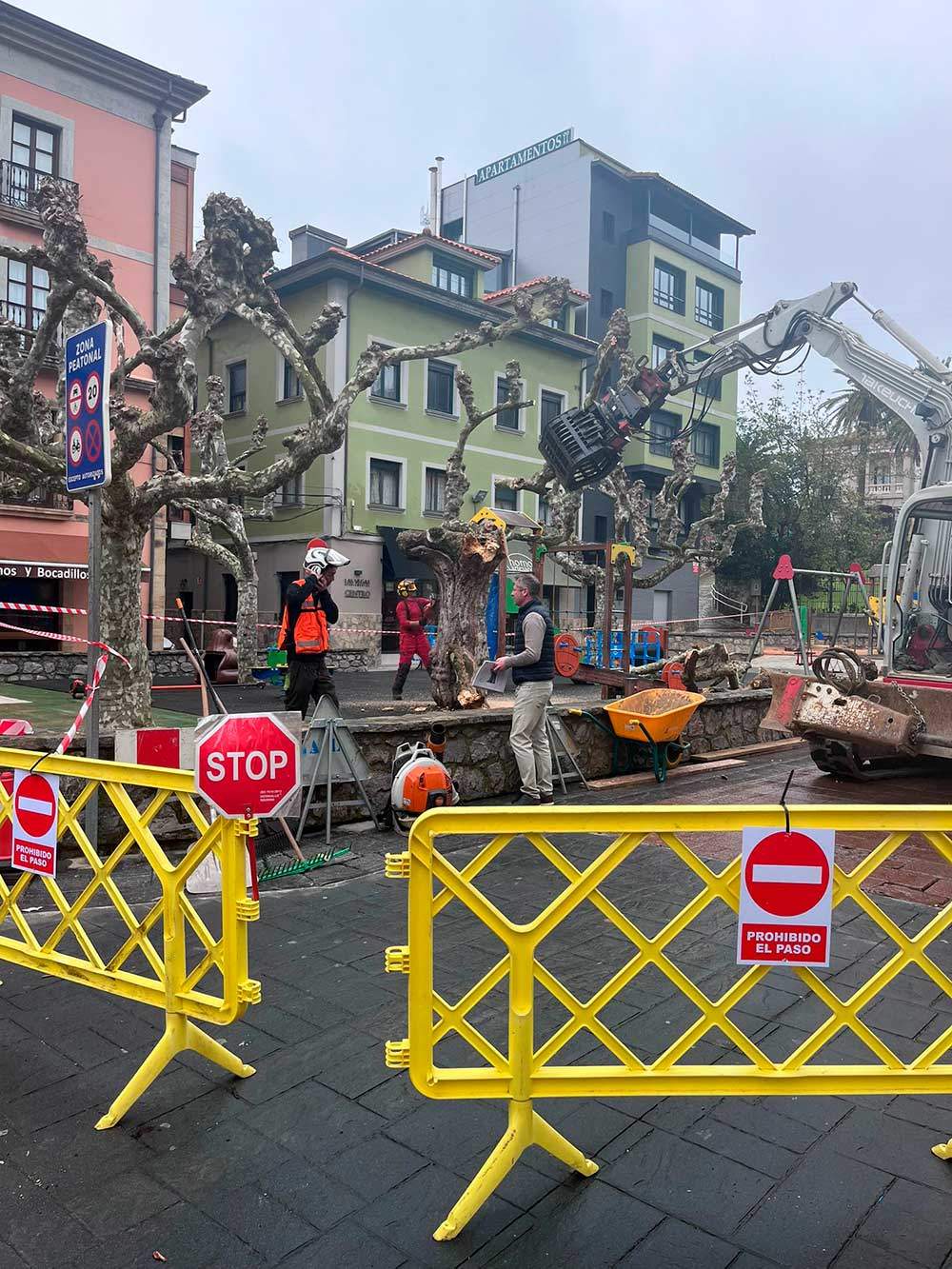 tala-arboles-ribadesella-01