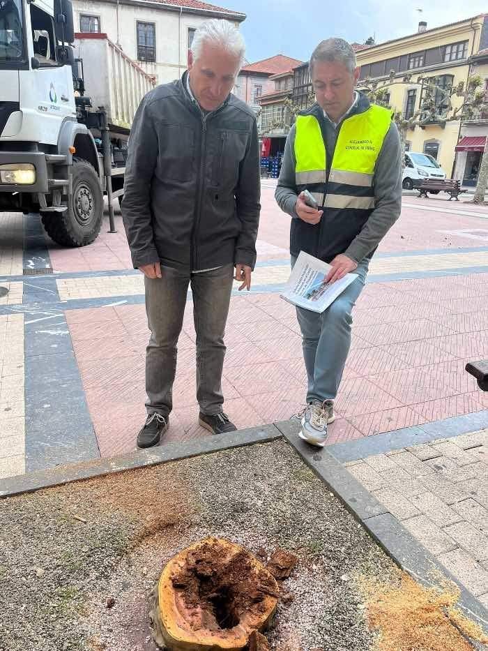 tala-arboles-ribadesella-concejales