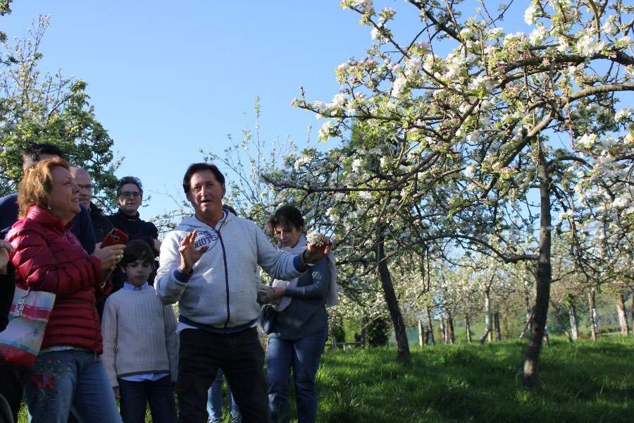 visita-guiada-pumarada-manzano-flor