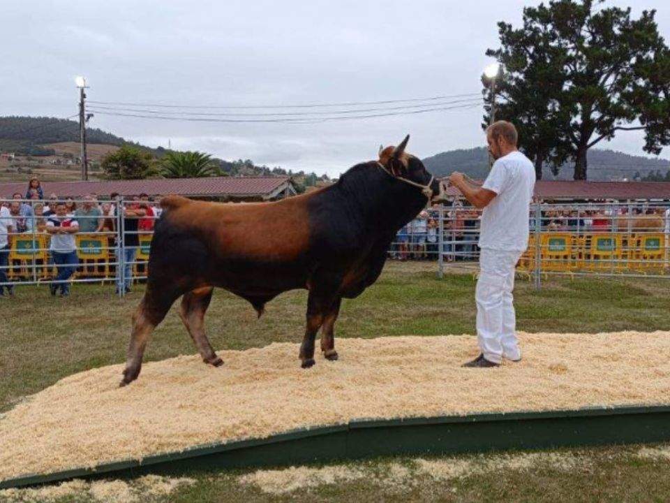 Subasta semental en feria ganadera