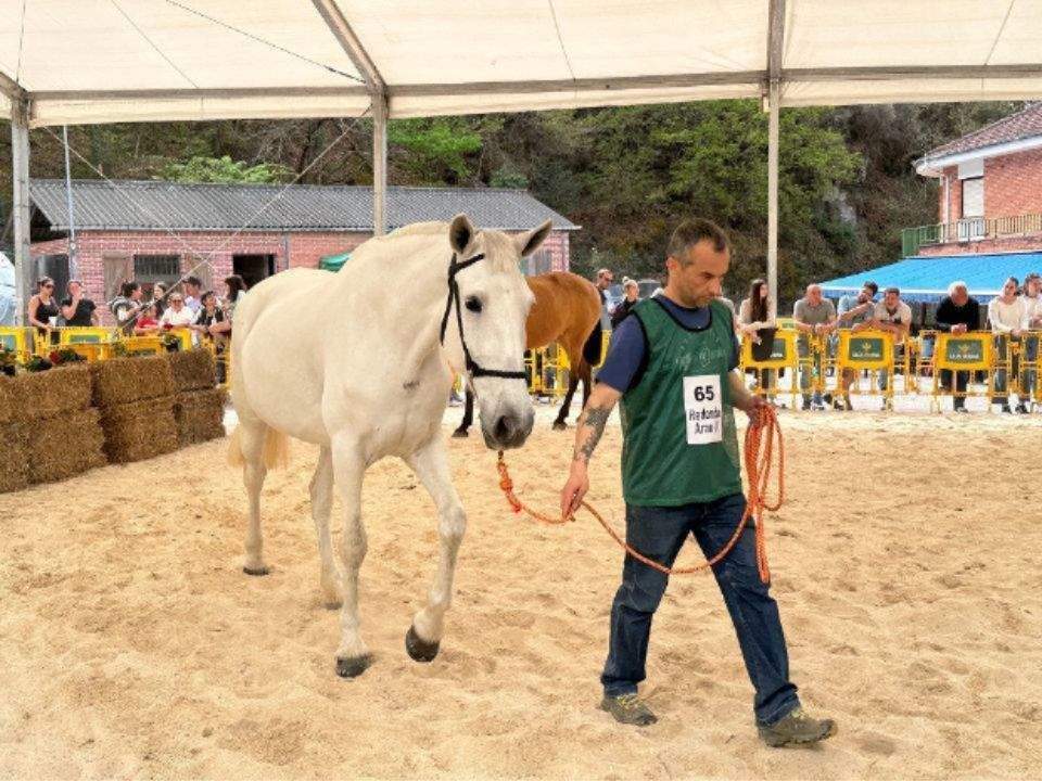 Caballo en una exposición