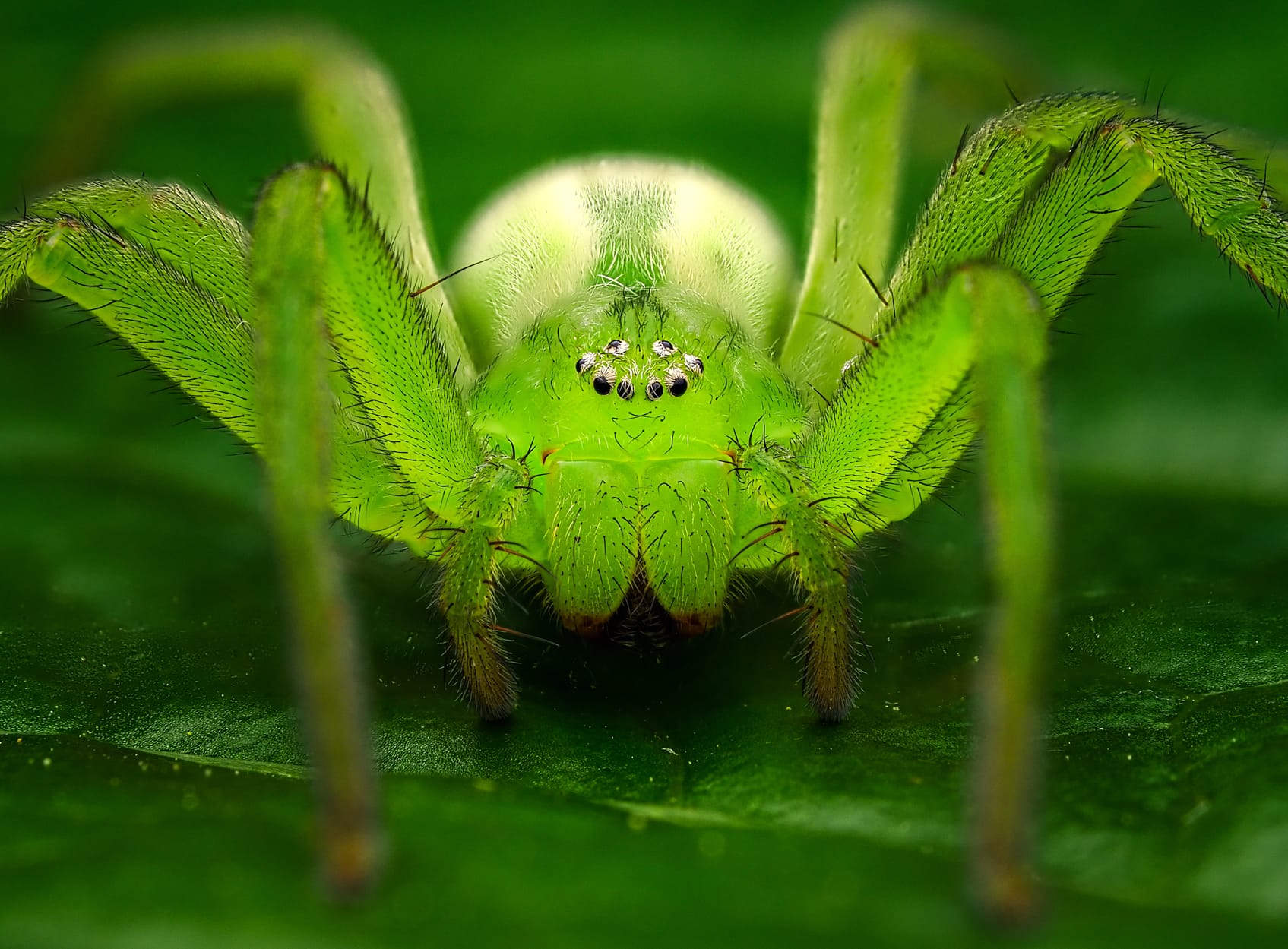 Queen, el trabajo por el que José Manuel recibe su Mención de Honor en el Certamen