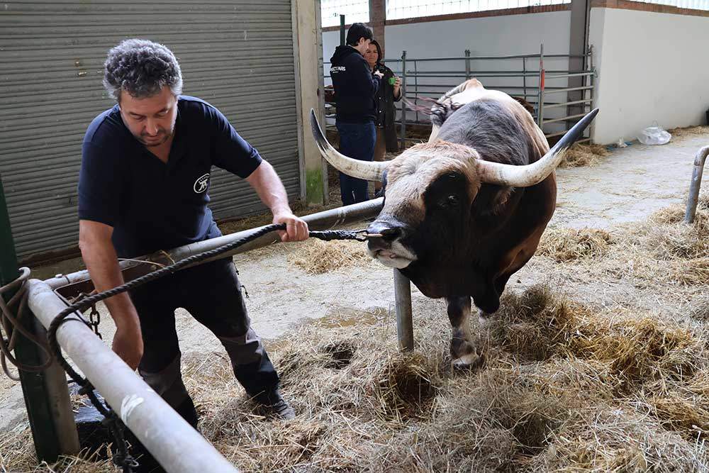 aseamo-subasta-cangas-02