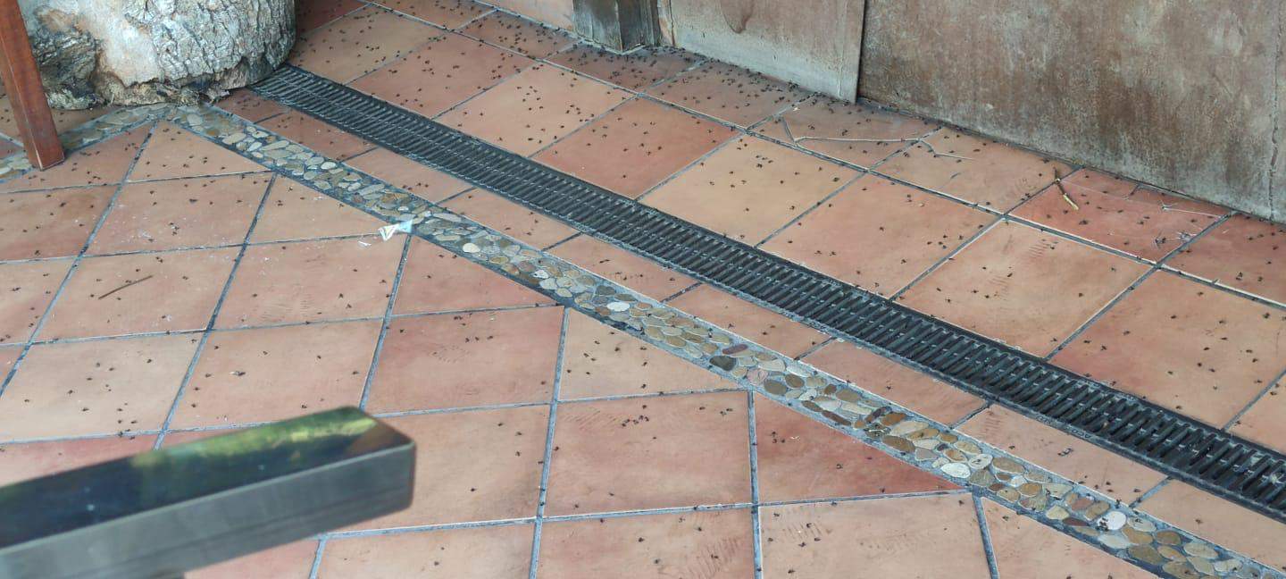 Cientos de moscas muertas en el suelo
