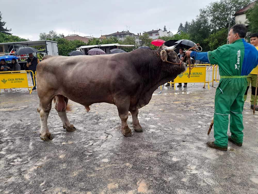 concurso-parda-montana-02