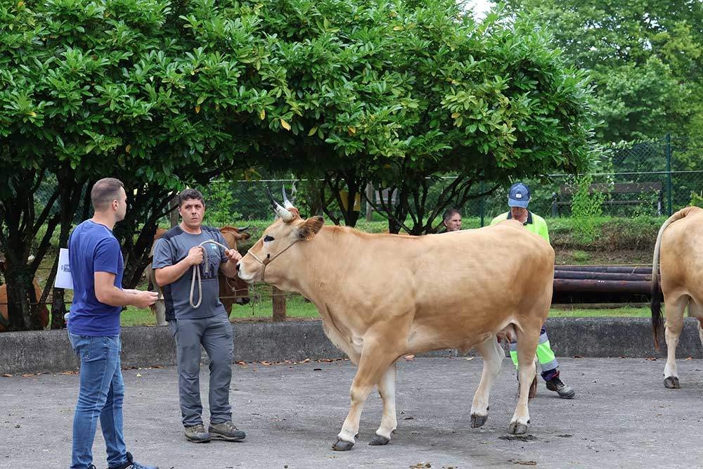 concurso-ganados-arriondas-2024-04