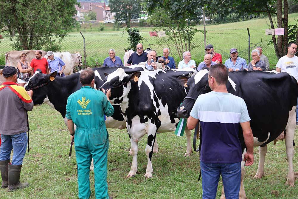 concurso-ganados-arriondas-2024-05