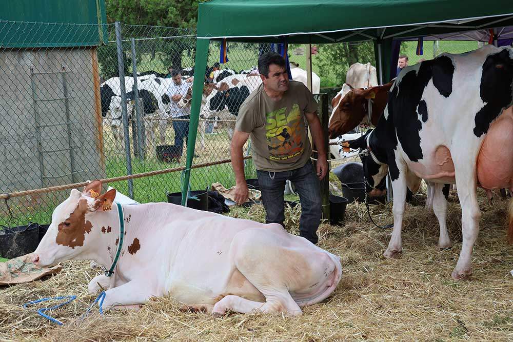 concurso-ganados-arriondas-2024-06