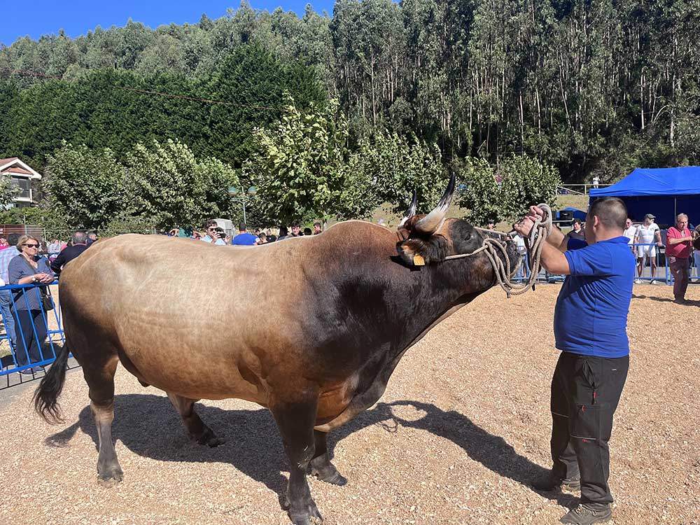 concurso-ganado-playa-ribadesella-2024-04