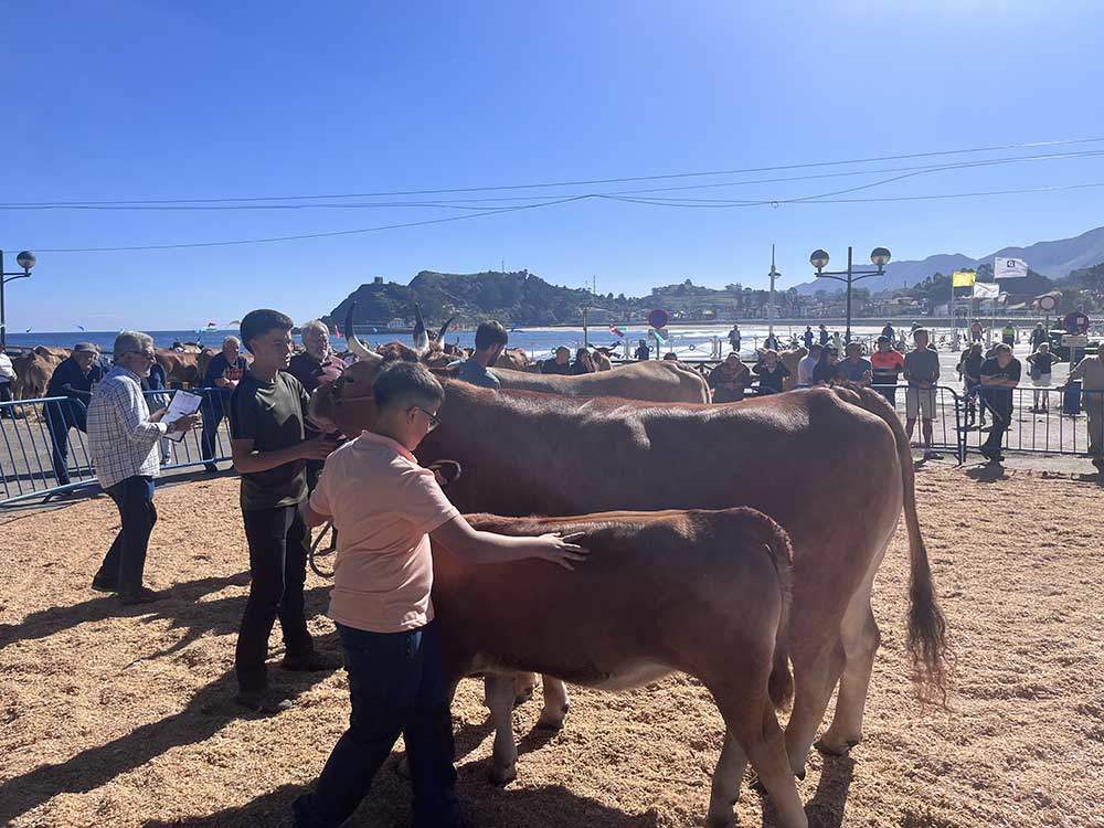 concurso-ganado-playa-ribadesella-2024-06