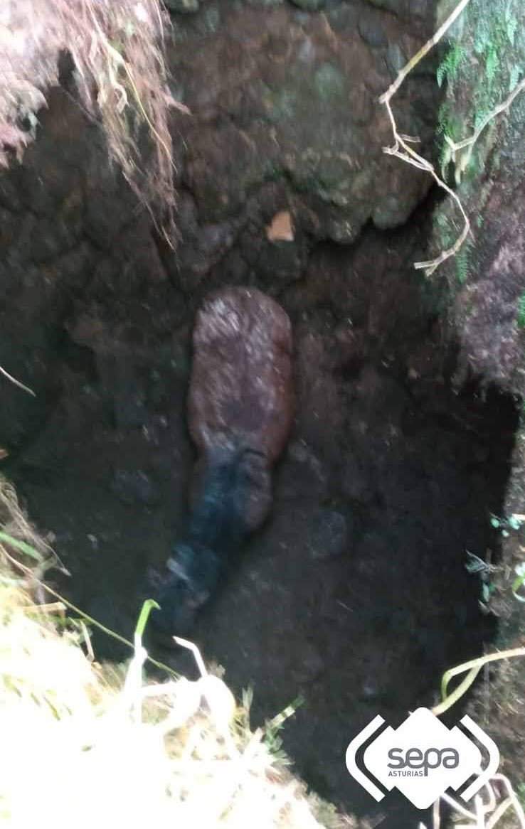 potra-penamellera-alta