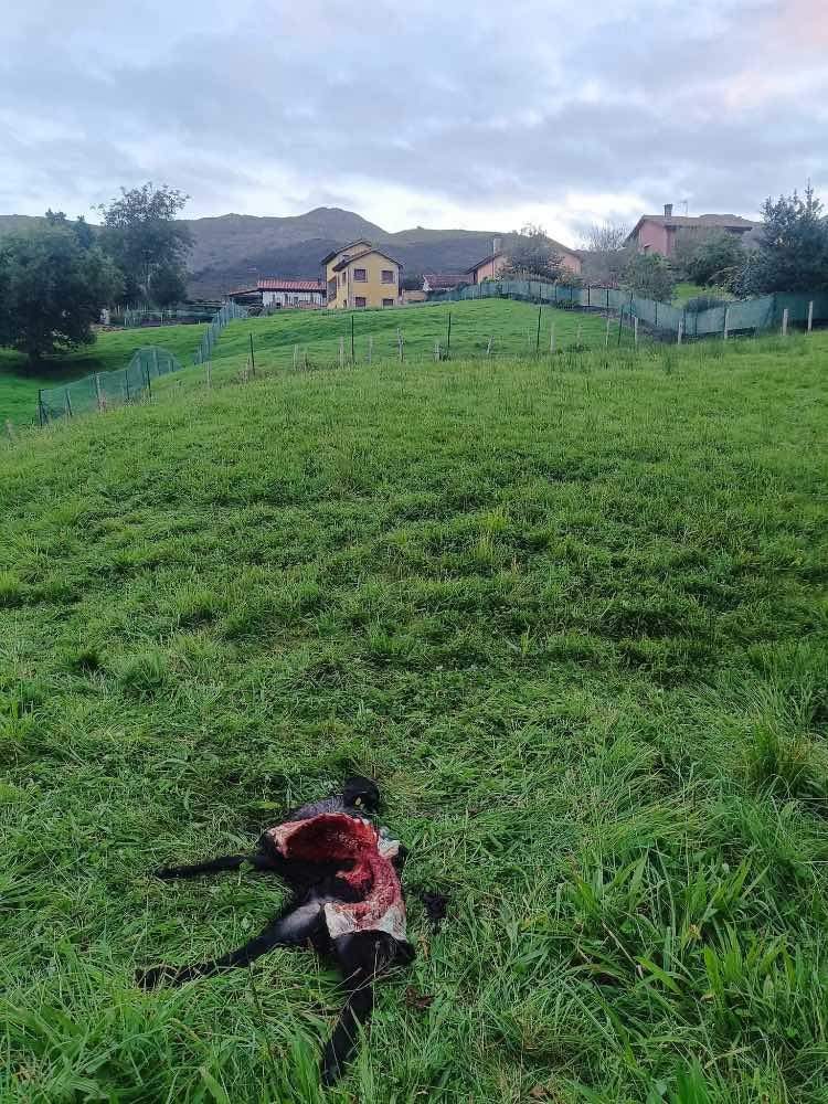 ataque-lobo-borbolla-llanes