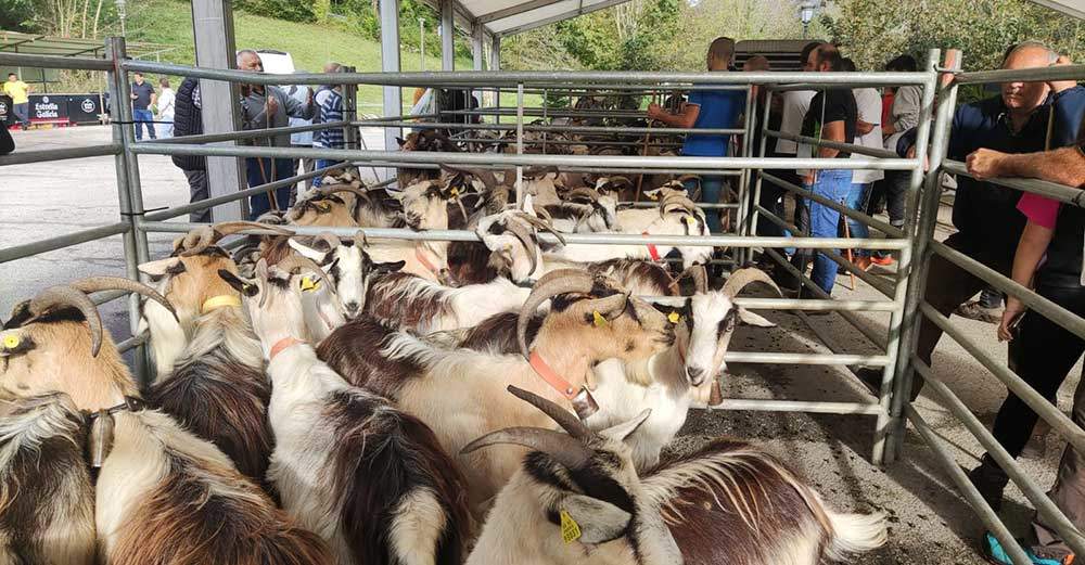 feria-concurso-benia-onis-03