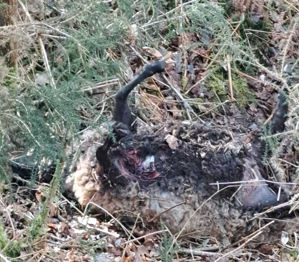 ataque-lobo-cua-pilona-02