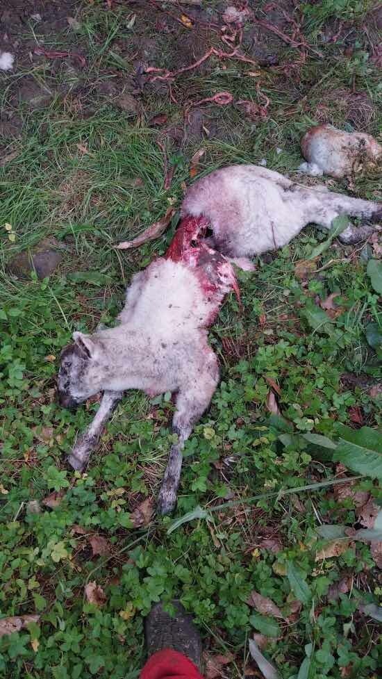 ataque-lobo-lorone-colunga