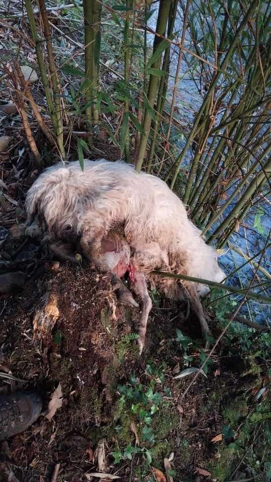 oveja-muerta-lobo-colunga