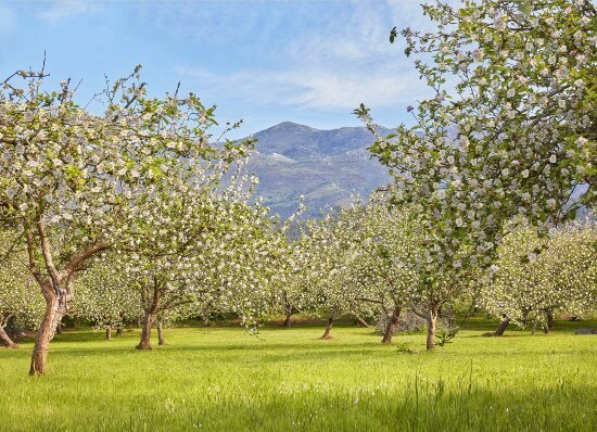 floracion-manzano-comarca-sidra