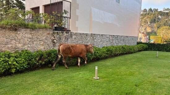 ternero-hotel-ribadesella