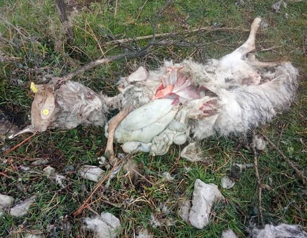 ataque-lobo-ribera-arriba-01