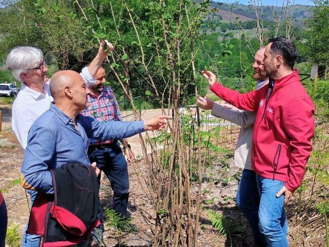 plantacion-arboles-pilona