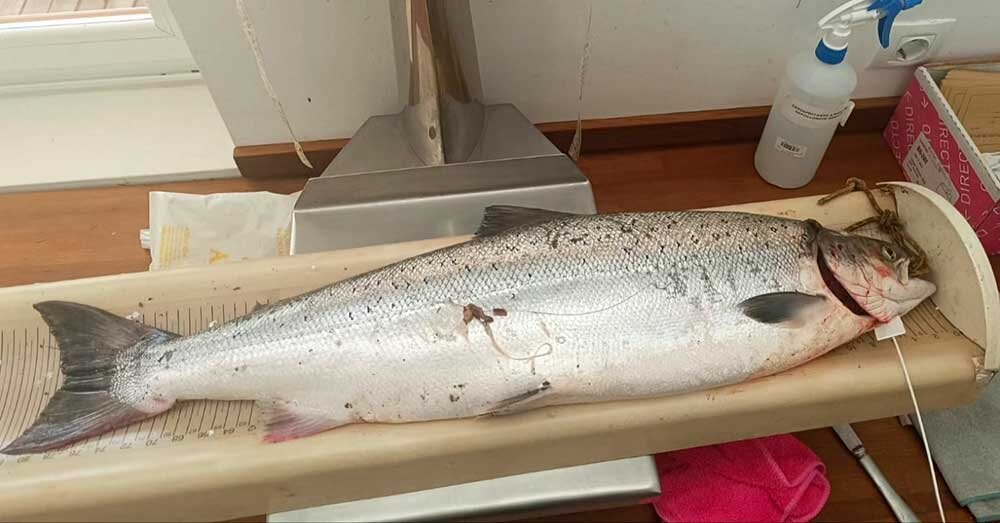 campanu-cares-deva-2025-01