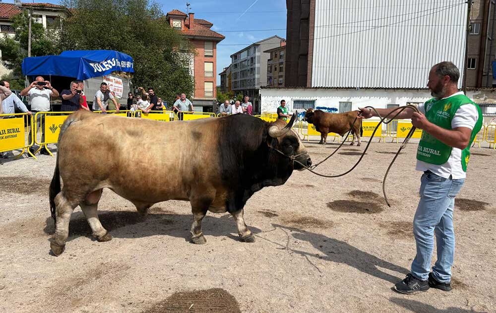 Chalan-gran-campeon-aseamo-nava