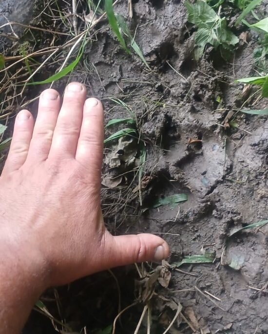 ataque-lobo-telena-2