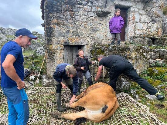 rescate-vaca-helicoptero-cabrales