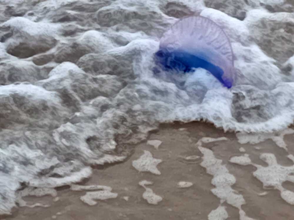 carabela-portuguesa-lastres-02