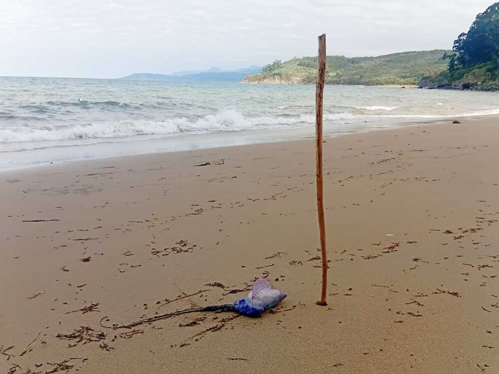 carabela-portuguesa-lastres-03