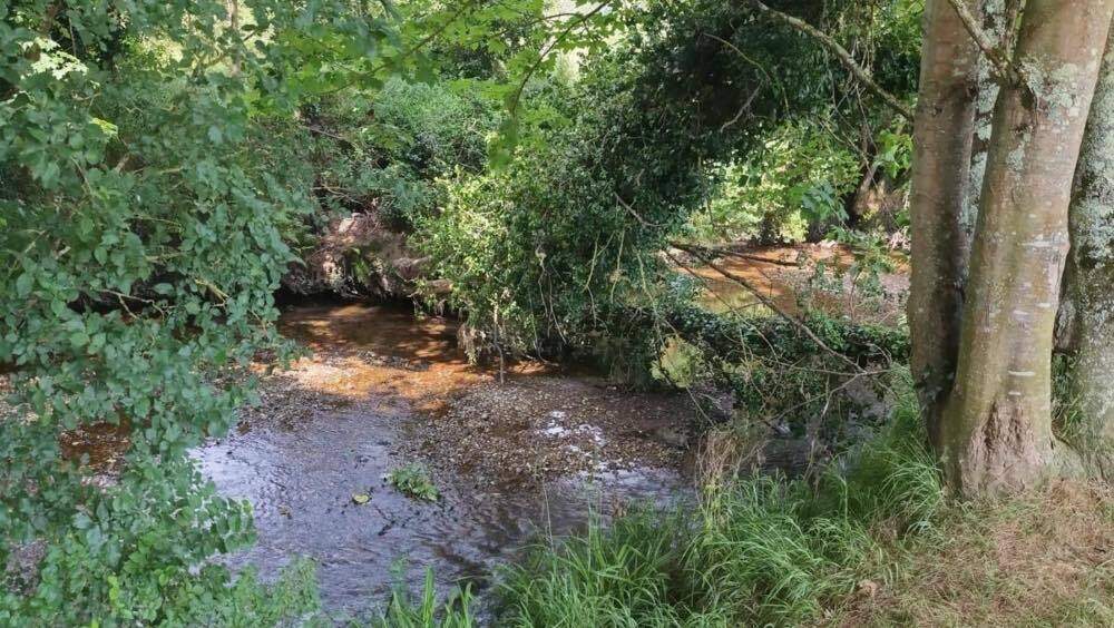 retirada-arboles-rio-linares