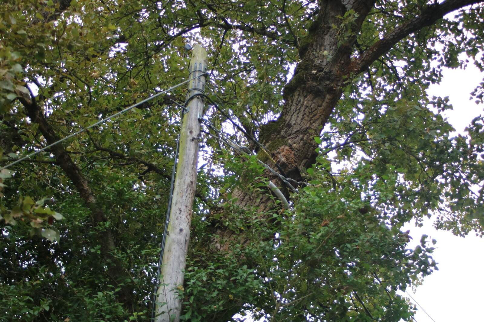 Una imagen de uno de los árboles apoyado contra el tendido eléctrico