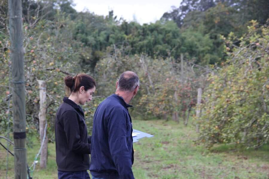 Dos técnicos del Serida revisando una pomarada.