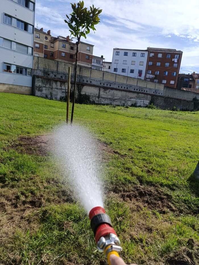 Nuevos ejemplares en el solar de la empresa promotora Cadenas.
